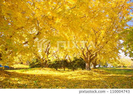 [Aichi Prefecture] Ginnan Park in Sobue-cho, Inazawa City 110004743