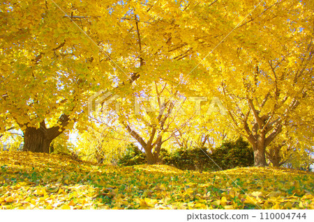 [Aichi Prefecture] Ginnan Park in Sobue-cho, Inazawa City 110004744