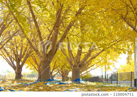 [Aichi Prefecture] Ginnan Park in Sobue-cho, Inazawa City 110004751
