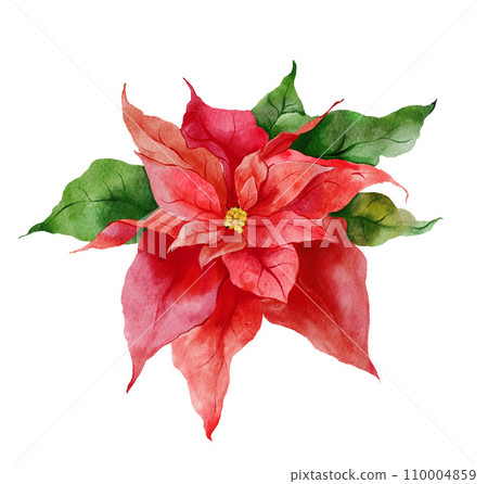 Watercolor Christmas card of red poinsettia and leaves. Hand painted holiday flower isolated on white background. Illustration for design, print, fabric or background. Watercolor Christmas card of red poinsettia and leaves. Hand painted holiday flower isolated on white background. Illustration for design, print, fabric or background. 110004859
