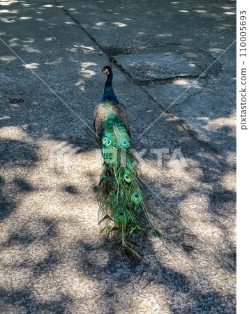 Wat Phuttha Nimit in Kalasin, thailand 110005693