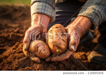 Close-up of a hands gently lifting a potato from the soil, capturing the moment of harvest and the earthy texture of the potatoes 110005856