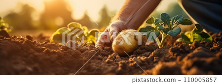 Close-up of a hands gently lifting a potato from the soil, capturing the moment of harvest and the earthy texture of the potatoes 110005857