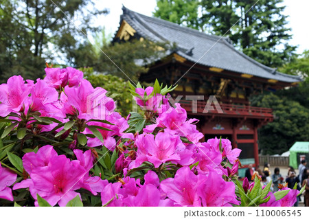 神社的杜鵑花盛開 110006545