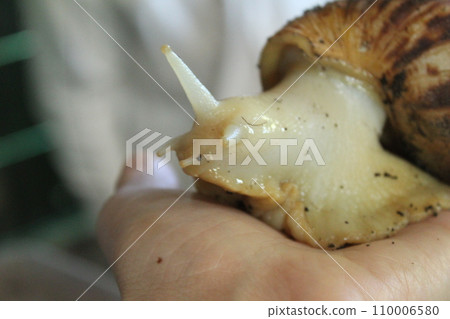 A large Achatina snail is sitting on an arm close-up. Snail Farming A large Achatina snail is sitting on an arm close-up. Snail Farming 110006580