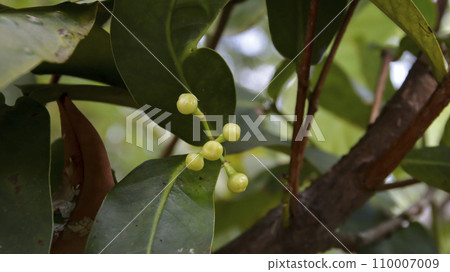 Green wax apple or water Apple or Syzygium javanicum young stage fruits. Green wax apple or water Apple or Syzygium javanicum young stage fruits. 110007009