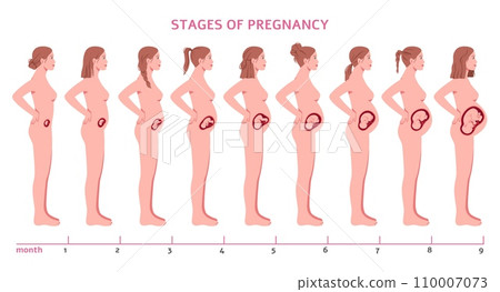 Pregnancy stages. Fetus develops, nine months, child formation, woman silhouette profile view, abdomen changing size, gynecology infographic, cartoon flat isolated tidy vector concept Pregnancy stages. Fetus develops, nine months, child formation, woman silhouette profile view, abdomen changing size, gynecology infographic, cartoon flat isolated tidy vector concept 110007073
