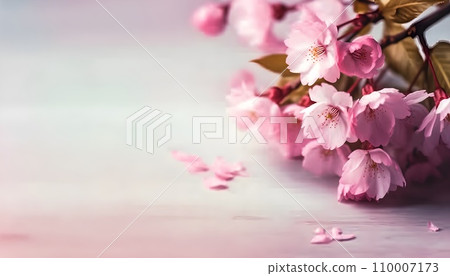 Sakura flowers or Cherry blossoms in full bloom on a pink background and backdrop, copy space for text, good as banner and wallpaper, season greetings, and other design material. 110007173