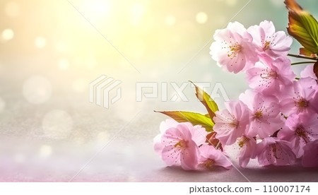 Sakura flowers or Cherry blossoms in full bloom on a pink background and backdrop, copy space for text, good as banner and wallpaper, season greetings, and other design material. 110007174