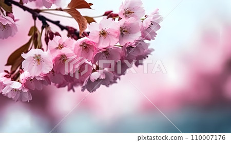 Sakura flowers or Cherry blossoms in full bloom on a pink background and backdrop, copy space for text, good as banner and wallpaper, season greetings, and other design material. 110007176
