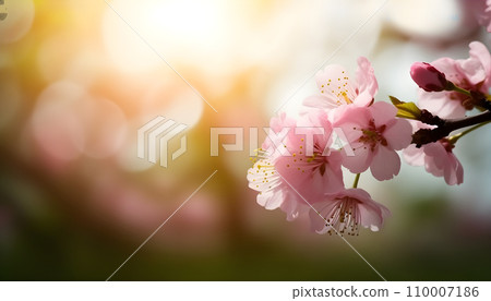 Sakura flowers or Cherry blossoms in full bloom on a pink background and backdrop, copy space for text, good as banner and wallpaper, season greetings, and other design material. 110007186