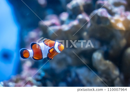 水族館裡的小丑魚 水世界 茨城縣大洗水族館 水族館裡的小丑魚 水世界 茨城縣大洗水族館 110007964