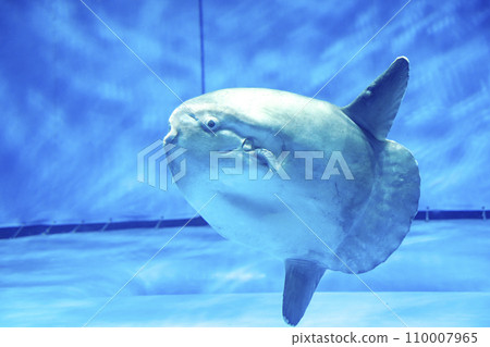 水族館裡的翻車魚 水世界 茨城縣大洗水族館 水族館裡的翻車魚 水世界 茨城縣大洗水族館 110007965