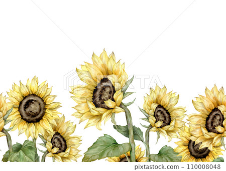 seamless border with hand drawn watercolor sunflowers. autumn flowers frame. Hand painted isolated on white background. Floral illustration for design. Repeat ornament for summer or autumn design. 110008048