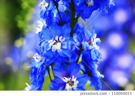 Daihienso(Hienso,千鳥草,千鳥花,Suijaku 花,Suijaku,Hibari no tsume,Shiroko 花,Hyakubugusa,Guzume 蓮花) Daihienso(Hienso,千鳥草,千鳥花,Suijaku 花,Suijaku,Hibari no tsume,Shiroko 花,Hyakubugusa,Guzume 蓮花) 110008055