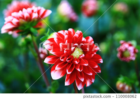 解脫萬里香 大花 大菊 天竺牡丹 萬里菊 菊花 西洋牡丹 西洋牡丹 大梨花 解脫萬里香 大花 大菊 天竺牡丹 萬里菊 菊花 西洋牡丹 西洋牡丹 大梨花 110008062