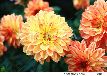 解脫萬里香 大花 大菊 天竺牡丹 萬里菊 菊花 西洋牡丹 西洋牡丹 大梨花 110008063