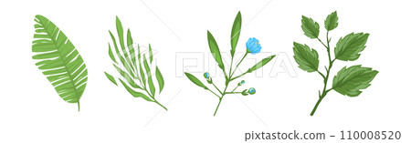 Tropical Blooming Flora and Botany Plant Vector Set 110008520