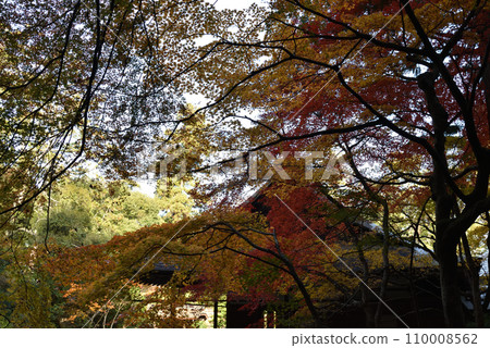 秋天的楓樹和北條南禪院 秋天的楓樹和北條南禪院 110008562