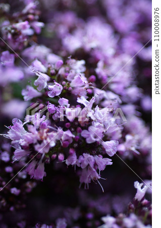 medical and spices herb marjoran\oregano blossom  background. macro shot 110008976