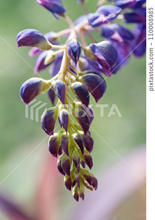 lupine flower against natural green background. macro shot lupine flower against natural green background. macro shot 110008985