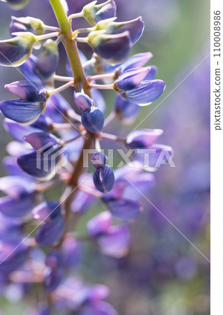 lupine flower against natural green background. macro shot lupine flower against natural green background. macro shot 110008986