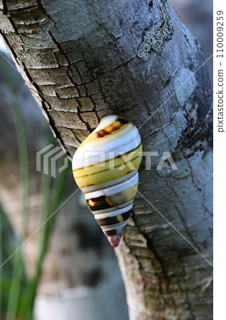 Florida Tree Snail - Liguus fasciatus - on Gumbo Limbo Tree - Bursera simaruba. Florida Tree Snail - Liguus fasciatus - on Gumbo Limbo Tree - Bursera simaruba. 110009259