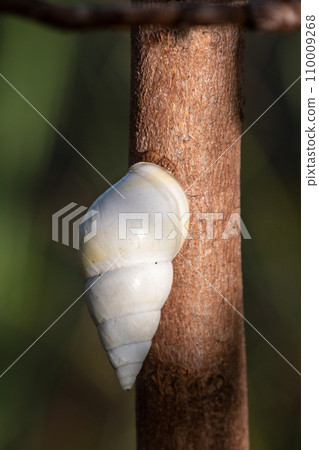 Florida Tree Snail - Liguus fasciatus - on Gumbo Limbo Tree - Bursera simaruba. 110009268