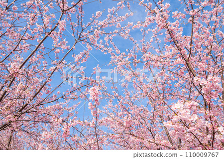 “Saitama Prefecture” Minuma rice fields with cherry blossoms in full bloom shining against the blue sky 110009767