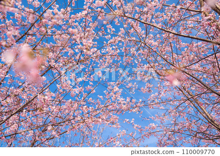 「埼玉縣」見沼稻田,櫻花盛開,映襯藍天 「埼玉縣」見沼稻田,櫻花盛開,映襯藍天 110009770