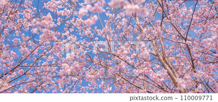 「埼玉縣」見沼稻田，櫻花盛開，映襯藍天 110009771