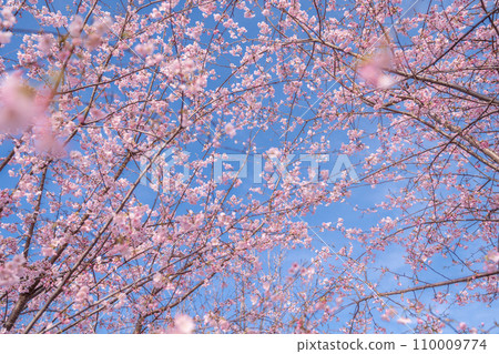 「埼玉縣」見沼稻田，櫻花盛開，映襯藍天 110009774