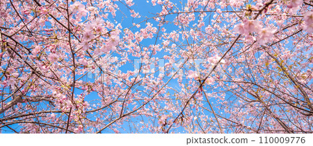 “Saitama Prefecture” Minuma rice fields with cherry blossoms in full bloom shining against the blue sky 110009776