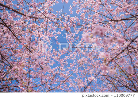 「埼玉縣」見沼稻田，櫻花盛開，映襯藍天 110009777