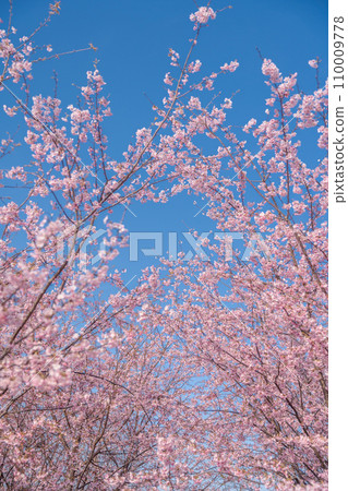 「埼玉縣」見沼稻田，櫻花盛開，映襯藍天 110009778