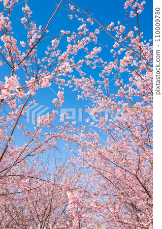 「埼玉縣」見沼稻田，櫻花盛開，映襯藍天 110009780