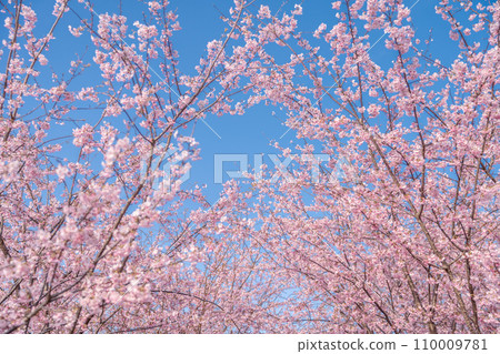 “Saitama Prefecture” Minuma rice fields with cherry blossoms in full bloom shining against the blue sky 110009781