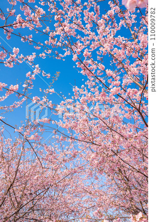 「埼玉縣」見沼稻田，櫻花盛開，映襯藍天 110009782