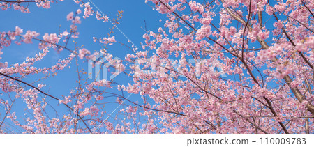 「埼玉縣」見沼稻田,櫻花盛開,映襯藍天 「埼玉縣」見沼稻田,櫻花盛開,映襯藍天 110009783
