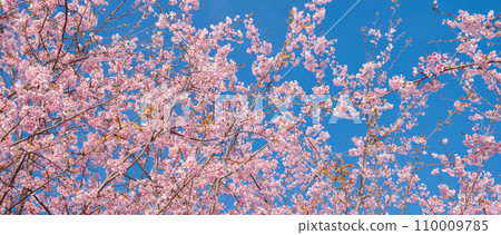 「埼玉縣」見沼稻田，櫻花盛開，映襯藍天 110009785