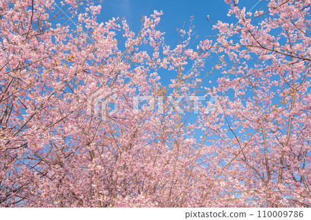 「埼玉縣」見沼稻田，櫻花盛開，映襯藍天 110009786