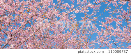 「埼玉縣」見沼稻田，櫻花盛開，映襯藍天 110009787