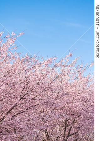 “Saitama Prefecture” Minuma rice fields with cherry blossoms in full bloom shining against the blue sky 110009788