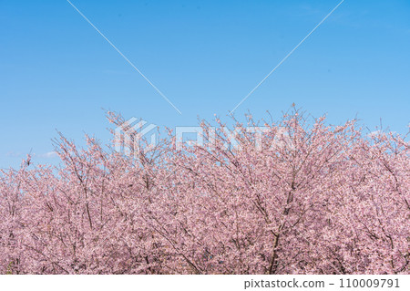 「埼玉縣」見沼稻田，櫻花盛開，映襯藍天 110009791