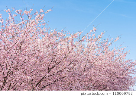 “Saitama Prefecture” Minuma rice fields with cherry blossoms in full bloom shining against the blue sky 110009792