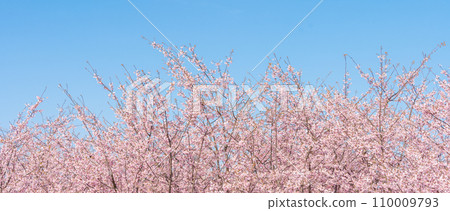 “Saitama Prefecture” Minuma rice fields with cherry blossoms in full bloom shining against the blue sky 110009793