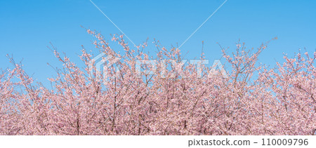 「埼玉縣」見沼稻田，櫻花盛開，映襯藍天 110009796