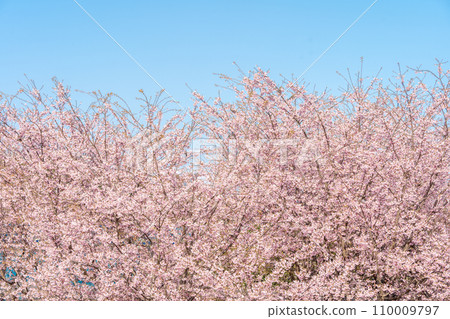 “Saitama Prefecture” Minuma rice fields with cherry blossoms in full bloom shining against the blue sky 110009797