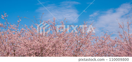 「埼玉縣」見沼稻田，櫻花盛開，映襯藍天 110009800