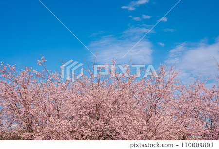 「埼玉縣」見沼稻田,櫻花盛開,映襯藍天 「埼玉縣」見沼稻田,櫻花盛開,映襯藍天 110009801